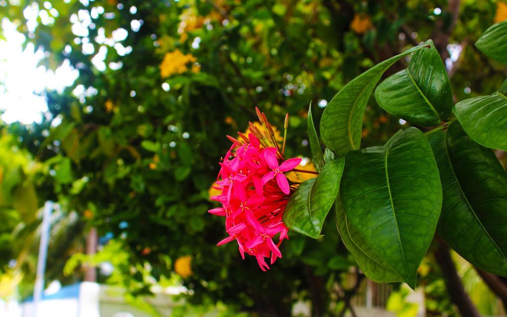 La Due Thulusdhoo Hotel Buitenkant foto